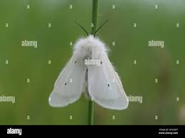 Attēlu rezultāti vaicājumam “Diaphora mendica female”