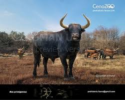 Attēlu rezultāti vaicājumam “Bos primigenius taurus”