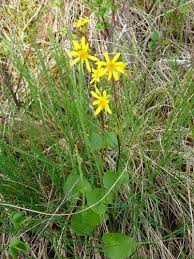 Attēlu rezultāti vaicājumam “Ligularia sibirica leaf”
