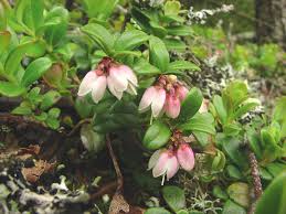 Attēlu rezultāti vaicājumam “Vaccinium vitis-idaea bud”