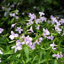 Attēlu rezultāti vaicājumam “Cardamine bulbifera flower”