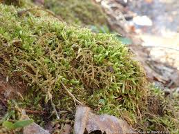 Attēlu rezultāti vaicājumam “Calliergonella lindbergii”