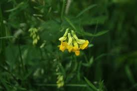 Attēlu rezultāti vaicājumam “Lathyrus pratensis flower”
