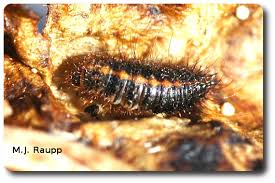 Attēlu rezultāti vaicājumam “Anthrenus sp. larva”