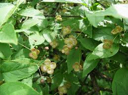 Attēlu rezultāti vaicājumam “Euonymus verrucosus”