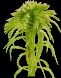 Attēlu rezultāti vaicājumam “Sphagnum girgensohnii”