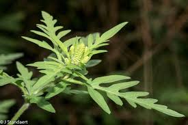 Attēlu rezultāti vaicājumam “Ambrosia artemisiifolia bud”