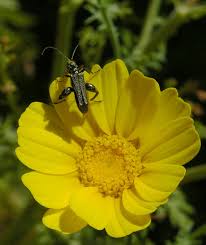 Attēlu rezultāti vaicājumam “Oedemera sp.”