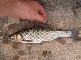 Image result for Squalius vardarensis