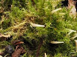 Attēlu rezultāti vaicājumam “Campylium protensum sporophyte”