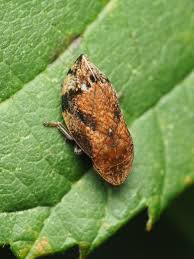 Attēlu rezultāti vaicājumam “Lepyronia coleoptrata”