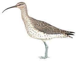 Attēlu rezultāti vaicājumam “Numenius phaeopus”