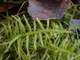 Attēlu rezultāti vaicājumam “Pseudoscleropodium purum”