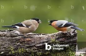 Attēlu rezultāti vaicājumam “Pyrrhula pyrrhula female”