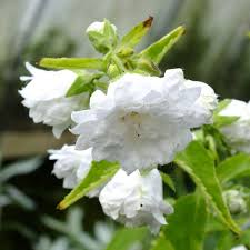 Attēlu rezultāti vaicājumam “Campanula trachelium flower”