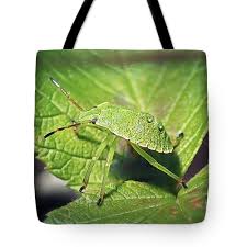 Attēlu rezultāti vaicājumam “Palomena prasina nymph”