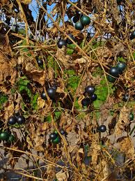 Attēlu rezultāti vaicājumam “Bryonia alba leaf”