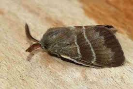 Attēlu rezultāti vaicājumam “Macrothylacia rubi”