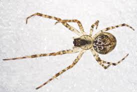 Attēlu rezultāti vaicājumam “Metellina merianae”