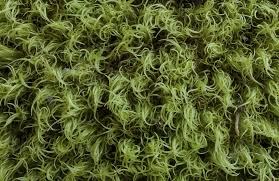 Attēlu rezultāti vaicājumam “Dicranum montanum”