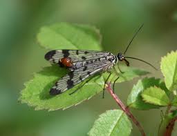 Attēlu rezultāti vaicājumam “Panorpa communis imago”