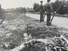 Image result for Wellington Whirlwinds Tc