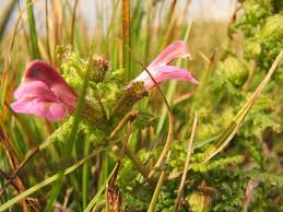 Attēlu rezultāti vaicājumam “Pedicularis palustris”