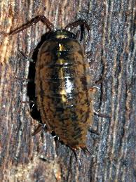 Attēlu rezultāti vaicājumam “Ligidium hypnorum”