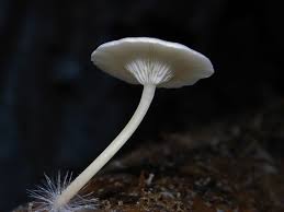 Attēlu rezultāti vaicājumam “Reticularia jurana young”