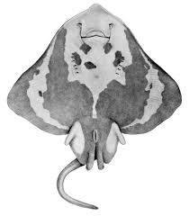 Image result for Amblyraja hyperborea