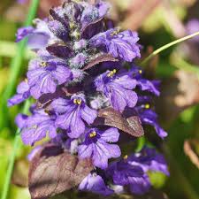 Attēlu rezultāti vaicājumam “Ajuga reptans flower”
