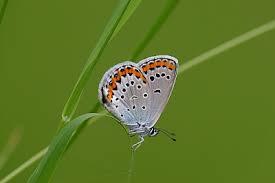 Attēlu rezultāti vaicājumam “Plebejus argyrognomon underside”
