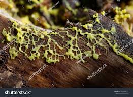 Attēlu rezultāti vaicājumam “Fuligo septica var. candida plasmodium”