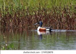 Attēlu rezultāti vaicājumam “Anas clypeata male”