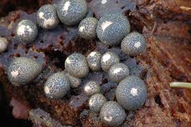 Attēlu rezultāti vaicājumam “Lycogala conicum spores”