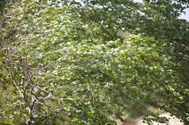 Attēlu rezultāti vaicājumam “Populus alba Nivea”