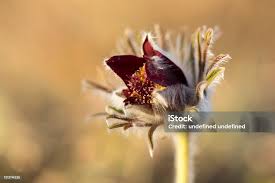 Attēlu rezultāti vaicājumam “Pulsatilla pratensis bud”