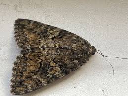 Attēlu rezultāti vaicājumam “Catocala sponsa”