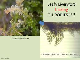 Attēlu rezultāti vaicājumam “Cephalozia connivens”