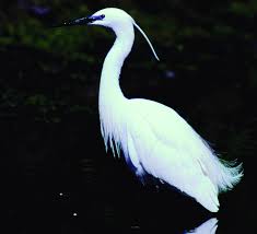 Attēlu rezultāti vaicājumam “Egretta garzetta”