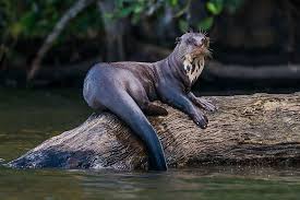 Image result for Otters Old Time Dance Club