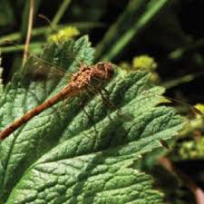 Attēlu rezultāti vaicājumam “Leucorrhinia rubicunda male”