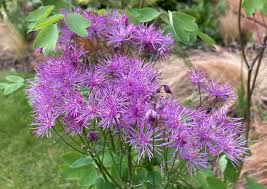 Attēlu rezultāti vaicājumam “Thalictrum aquilegifolium fruit”