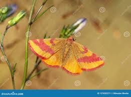 Attēlu rezultāti vaicājumam “Lythria cruentaria”