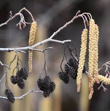 Attēlu rezultāti vaicājumam “Alnus glutinosa fruit”