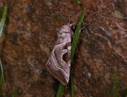 Attēlu rezultāti vaicājumam “Eucarta virgo”