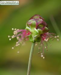Attēlu rezultāti vaicājumam “Poterium sanguisorba”