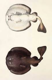 Image result for Tetronarce nobiliana