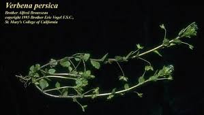 Attēlu rezultāti vaicājumam “Veronica persica leaf”