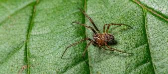 Attēlu rezultāti vaicājumam “Philodromidae”